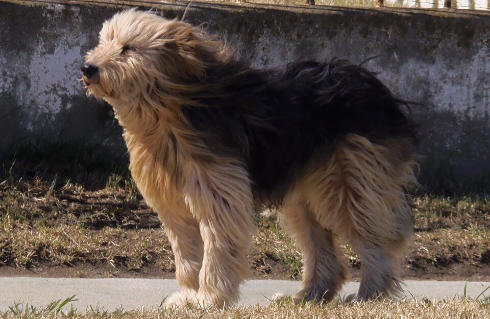 El ovejero Magallánico, una de las razas de perro únicas en Chile